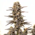 Gary Payton x Honey cannabis strain, showcasing thick buds and purple hues with a frosty coating.