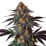 Gelato x Honey Drop cannabis plant with striking purple hues, dense, frosty buds, and orange pistils, surrounded by dark green leaves.