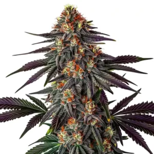 Gelato x Honey Drop cannabis plant with striking purple hues, dense, frosty buds, and orange pistils, surrounded by dark green leaves.