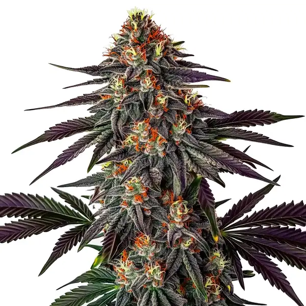 Gelato x Honey Drop cannabis plant with striking purple hues, dense, frosty buds, and orange pistils, surrounded by dark green leaves.