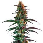 Gush Mintz x Honey Drop cannabis strain with colorful buds and leaves