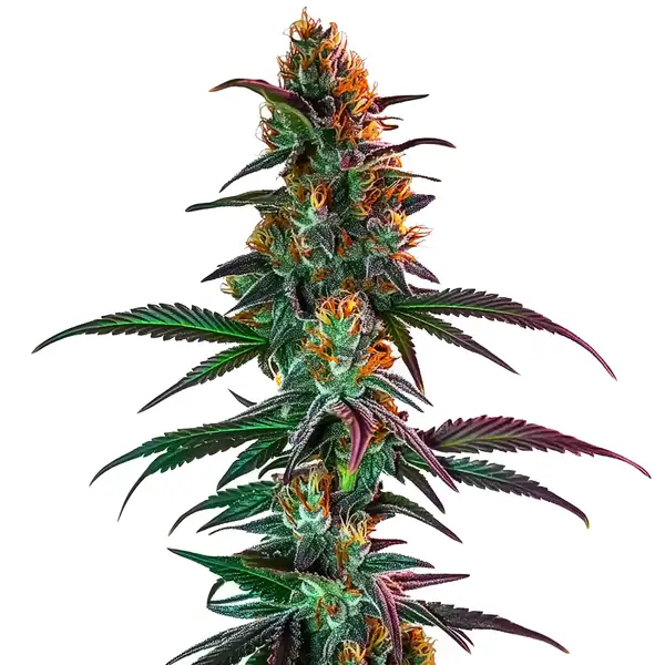 Gush Mintz x Honey Drop cannabis strain with colorful buds and leaves