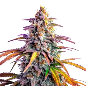 Motor Breath x Honey Drop cannabis plant with colorful buds and leaves.