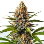 SFV OG x Honey Drop cannabis plant showing dense buds, green leaves, and prominent orange pistils, coated with a layer of trichomes.