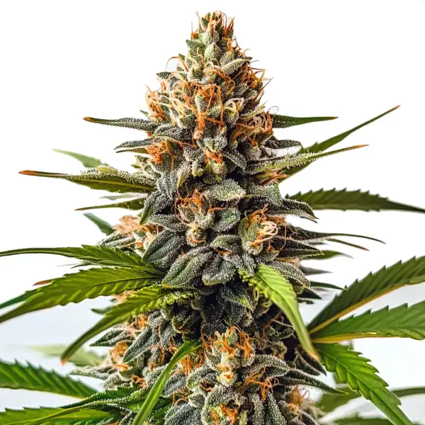 SFV OG x Honey Drop cannabis plant showing dense buds, green leaves, and prominent orange pistils, coated with a layer of trichomes.