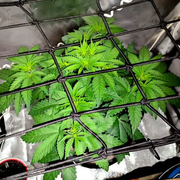 The magic of growing Blackberry Moonstones cannabis