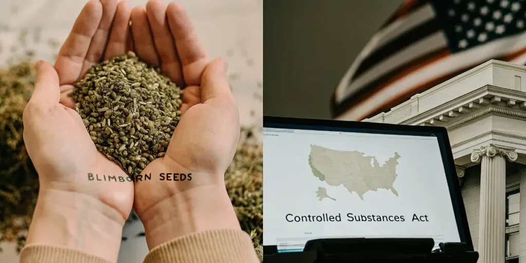 Hyper-realistic scene: hands holding cannabis seeds with "BLIMBURN SEEDS" text (left), and a laptop displaying "Controlled Substances Act" map of the USA (right), with a blurred American flag and courthouse in the background.