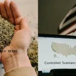 Hyper-realistic scene: hands holding cannabis seeds with "BLIMBURN SEEDS" text (left), and a laptop displaying "Controlled Substances Act" map of the USA (right), with a blurred American flag and courthouse in the background.