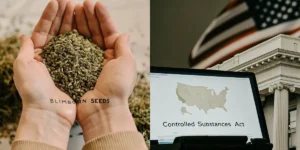 Hyper-realistic scene: hands holding cannabis seeds with "BLIMBURN SEEDS" text (left), and a laptop displaying "Controlled Substances Act" map of the USA (right), with a blurred American flag and courthouse in the background.
