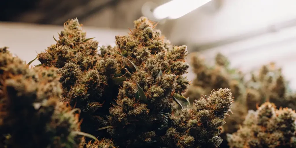Cannabis buds with orange pistils and a dense, resinous structure in a grow room setting.