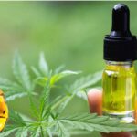 Cannabis Concentrates 101 A Comprehensive Guide