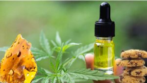 Cannabis Concentrates 101 A Comprehensive Guide