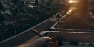 Hyper-realistic digital artwork of a hand using a tool to tend to a small cannabis plant in a grow tray, with other plants blurred in the background, all bathed in warm light.