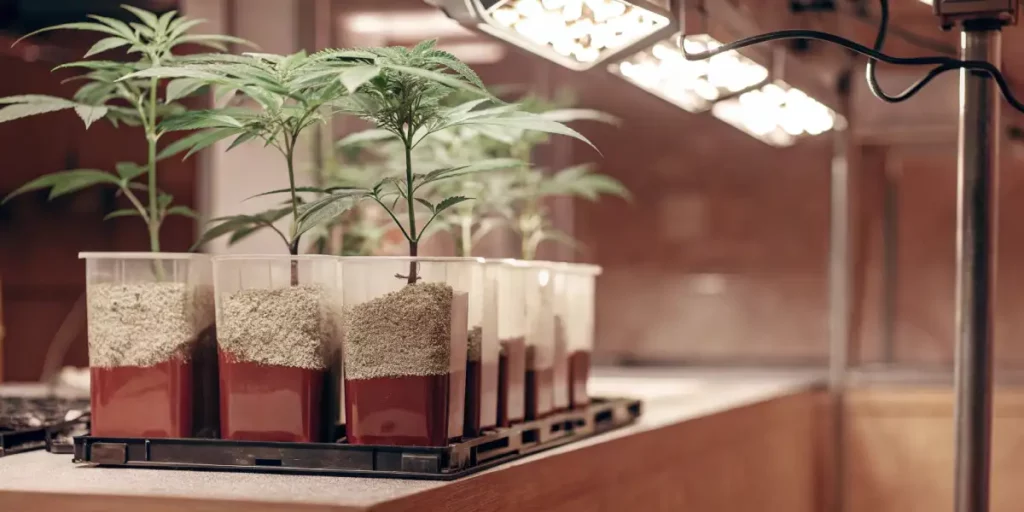 Several cannabis plants growing in separate containers within a hydroponic system