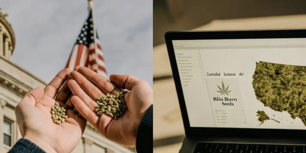 Hyper-realistic scene: hands holding cannabis seeds (left), and a laptop displaying a map of USA with cannabis, and "Controlled Substances Act" text (right), with an American flag and courthouse.
