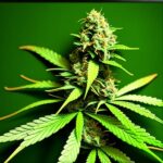 Glookies Strain Cannabis Seed Description