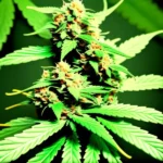 Gorilla Sherbet Strain