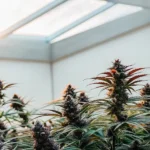 Lush cannabis plants with mature buds and colorful leaves, thriving in a sunlit greenhouse.