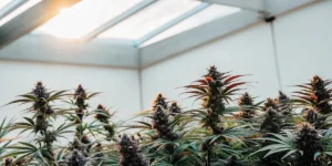 Lush cannabis plants with mature buds and colorful leaves, thriving in a sunlit greenhouse.