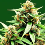 How deep to plant cannabis seeds