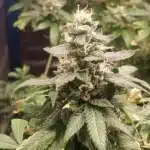 Mimosa Strain cannabis plants in early flowering stage with dense foliage and white pistils forming on buds.