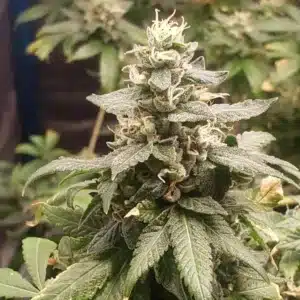 Mimosa Strain cannabis plants in early flowering stage with dense foliage and white pistils forming on buds.