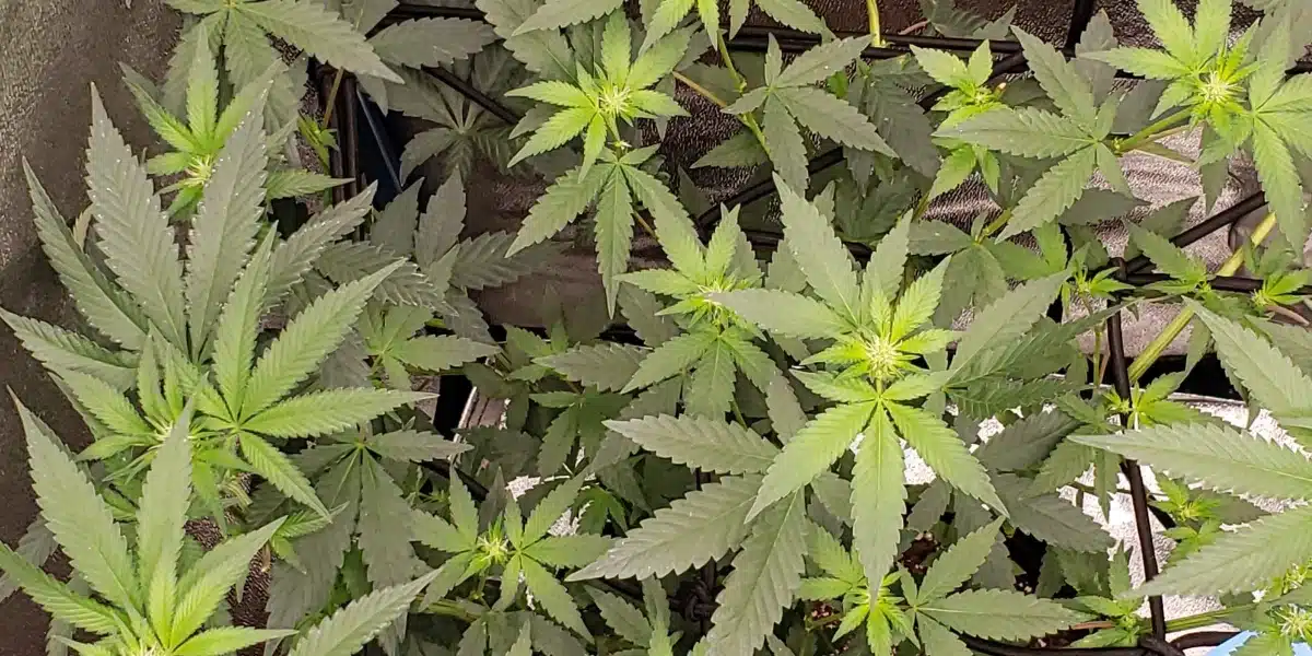 Top view of Mimosa Strain cannabis plants growing indoors with vibrant green leaves and developing bud sites.