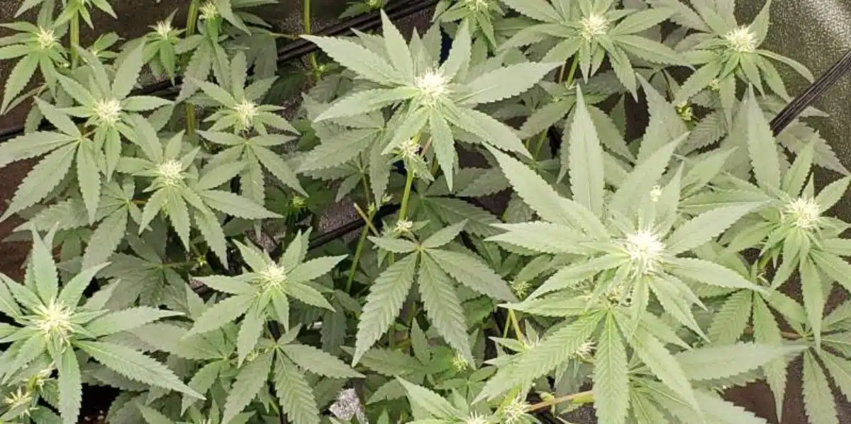 Close-up of a mature Mimosa Strain cannabis bud covered in frosty trichomes with curled pistils.