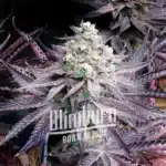 Peanut Butter Breath How To Grow