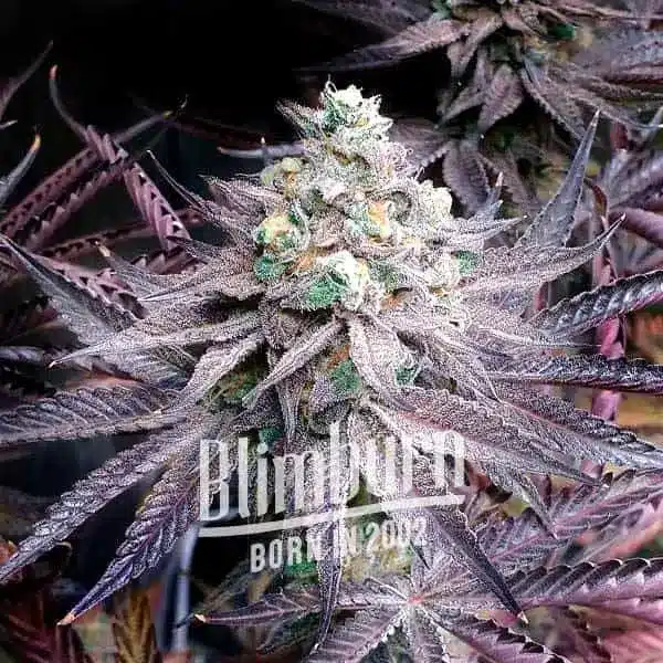 Peanut Butter Breath How To Grow