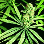 Permanent Marker Strain