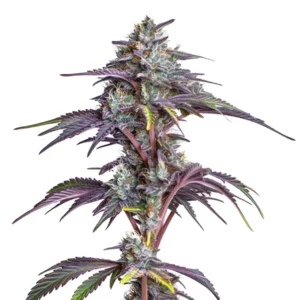 Blackberry Moonstones cannabis plant with dense purple buds and bright green leaves, covered in trichomes, offering fruity and sweet aromas.