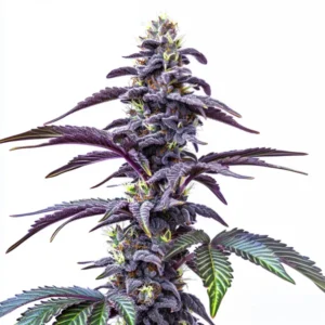 Blackberry Moonstones Auto cannabis plant with dark purple buds, contrasting green leaves, and orange pistils covered in frosty trichomes.