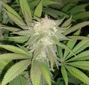 Close-up of mature Black and White cannabis buds with frosty trichomes