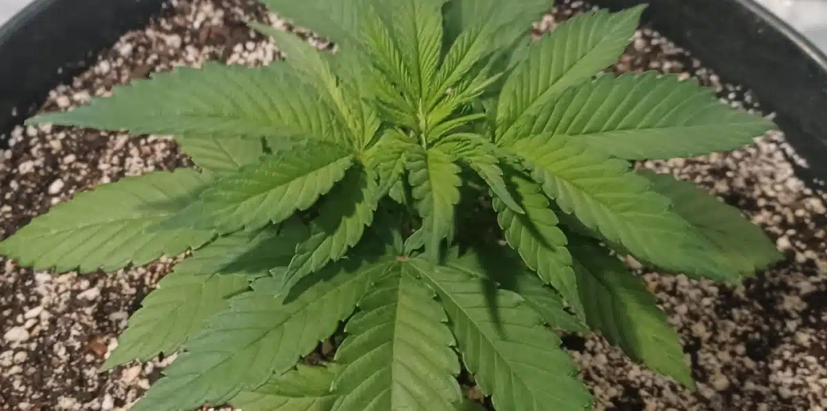 Young Black and White cannabis plant growing in soil