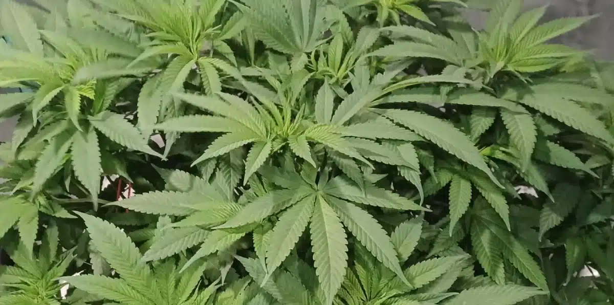 Dense Black and White strain cannabis plant in vegetative phase