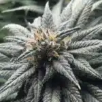 Close-up of Blue Dream cannabis bud covered in frosty trichomes.