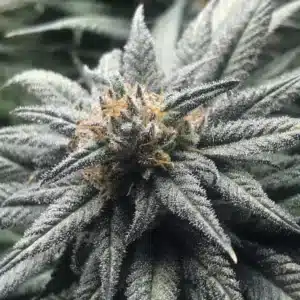 Close-up of Blue Dream cannabis bud covered in frosty trichomes.