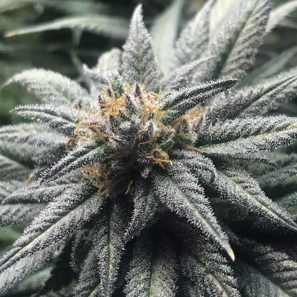 Close-up of Blue Dream cannabis bud covered in frosty trichomes.