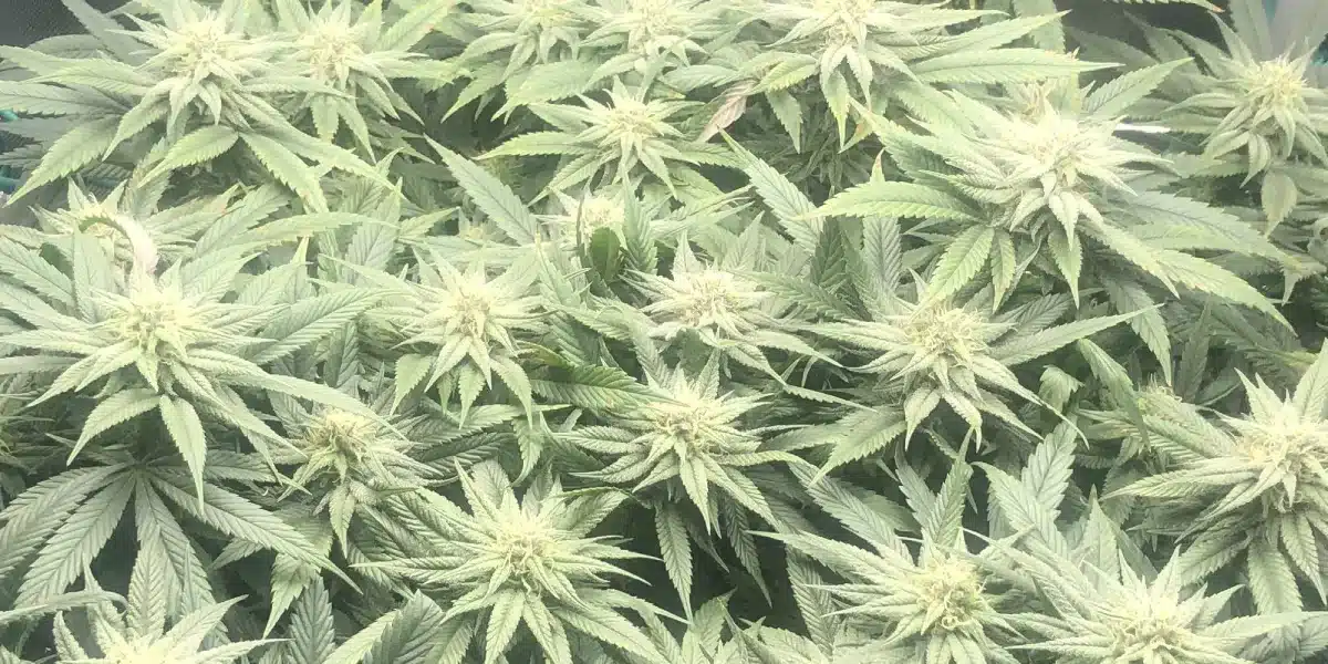 Healthy Blue Dream cannabis plant in the vegetative stage with lush green leaves.