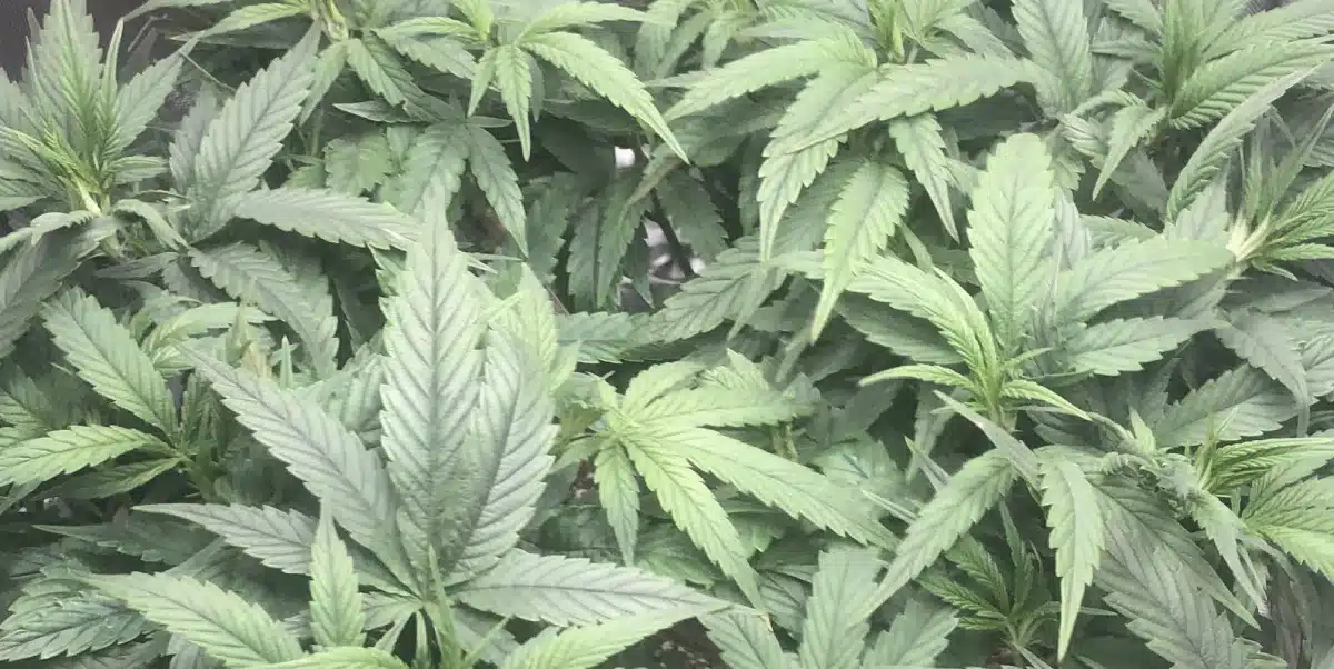 Blue Dream strain in the flowering stage showing resinous buds and vibrant growth