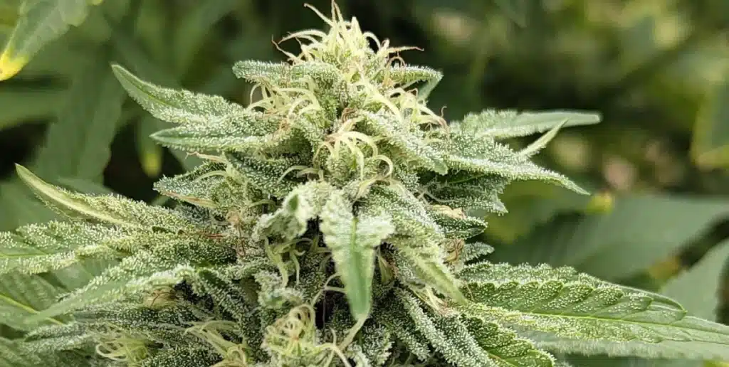 Bruce Banner 3 Strain Bud