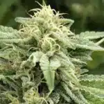 Bruce Banner 3 Strain Bud