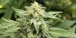 Bruce Banner 3 Strain Bud