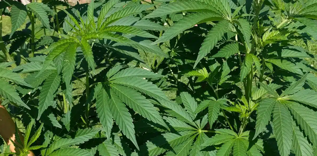 Bruce Banner 3 Strain Growing