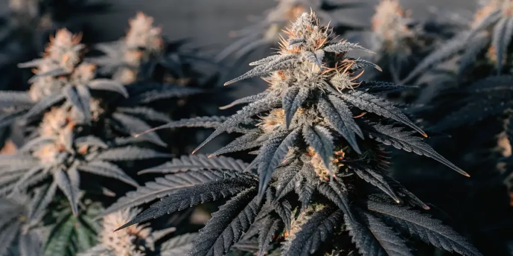Dark cannabis buds with frosty trichomes and orange hairs highlighted by natural sunlight.