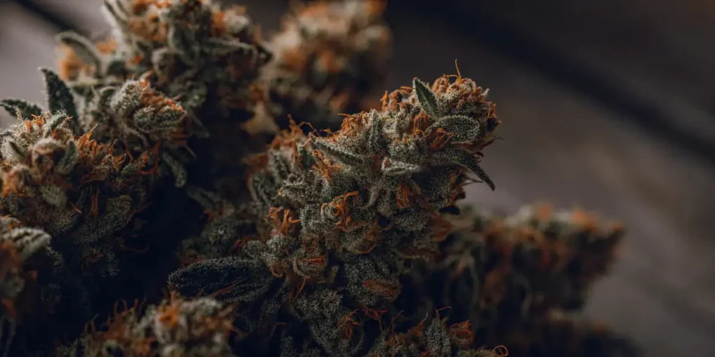 Dark cannabis nug with dense trichomes and burnt-orange pistils in low lighting.
