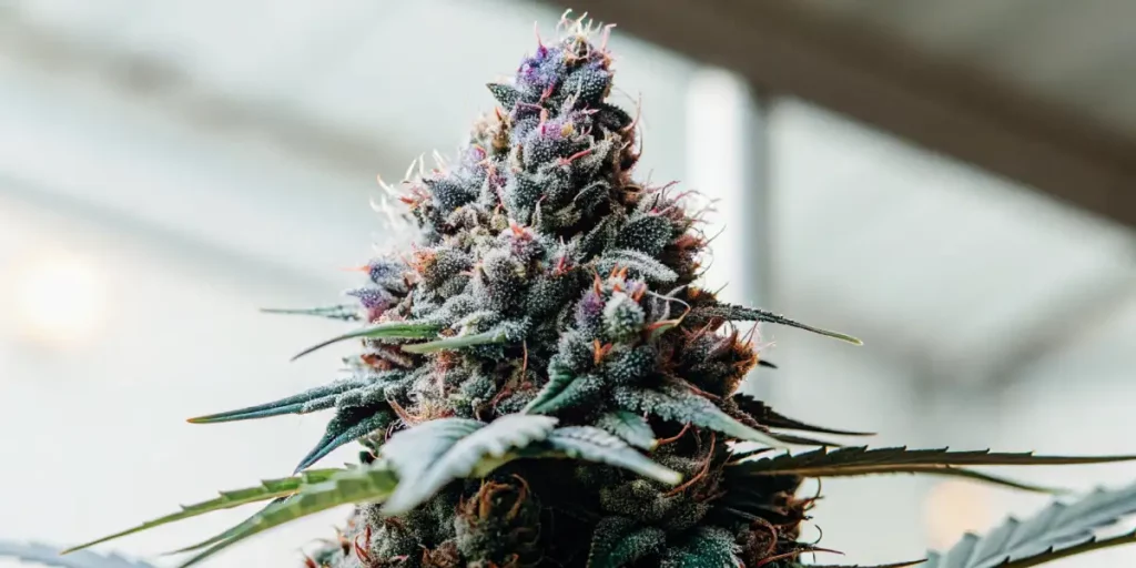 Dense cannabis cluster with purple hues, surrounded by green leaves under warm outdoor light.