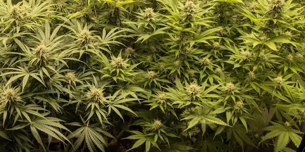 Do si Dos Strain Flowering