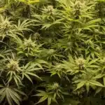 Do si Dos Strain Flowering